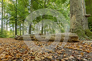 Image of trunks thrown in the middle of the forest