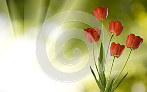 Image of tulips on reen background close-up