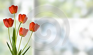 Image of tulips on reen background closeup