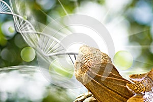 image of turtle on DNA strand background