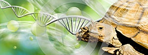 image of turtle on DNA strand background