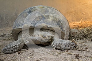 Image of a turtle on the ground.
