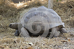 Image of a turtle on the ground. Wild Animals.