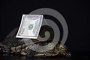 Image of turtle money dark background