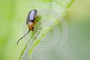 Image of Twin-spotted Beetle Oides andreweisi