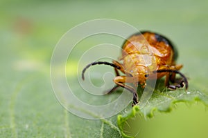 Image of Twin-spotted Beetle Oides andreweisi on green leaves.