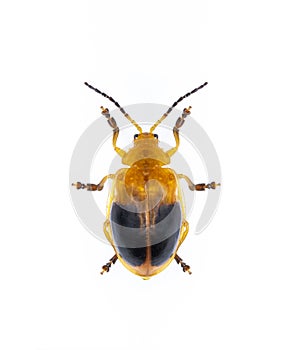 Image of Twin-spotted Beetle Oides andreweisi  isolated on white background. Animal. Insect