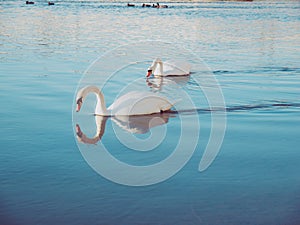 Image of two beautiful white swans swimming on lake on a peaceful day