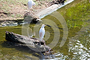 Image from two cattle egret on a beach, latin Bubulcus ibis