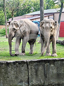 Image of two elephants in the Targul Mures Zoo