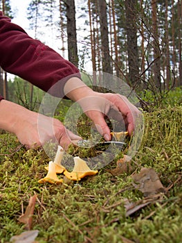 An image of two female hands holding a knife and cut mushroom