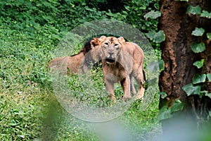 This is an image of two lions on the forests in india.