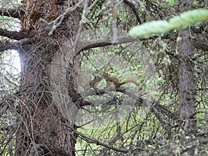 Image of two little squirrels playing on a tree branch