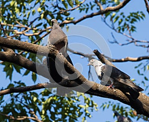 Image of two pigeons sitting on a branch