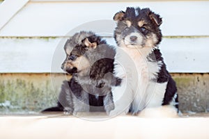 Image of two puppies sitting by white wall on street in afternoon