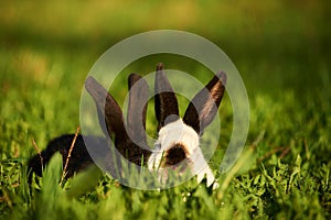 Image of two rabbits black and white peep