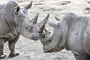Image of two rhinos in friendly shape photo