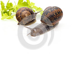 Image of two snails isolated on white background with a branch of parsley (Helix eSpersea padres)