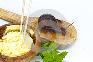 Image of two snails isolated on white background with a parsley branch in a wooden spoon (Helix eSperse Estrada)