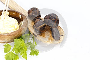 Image of two snails isolated on white background with a parsley branch in a wooden spoon (Helix eSperse Estrada) photo