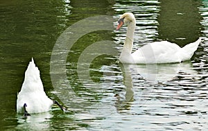 Image of two swans on the water close-up