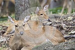 Image of two young sambar deer relax.