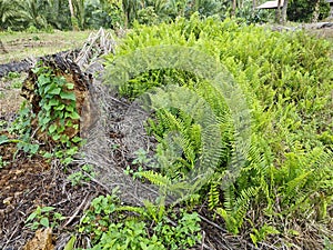 types of ferns leaves plants found in the plantation. photo