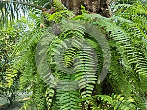 types of ferns leaves plants found in the plantation. photo