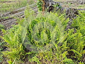 types of ferns leaves plants found in the plantation. photo