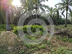 types of ferns leaves plants found in the plantation. photo