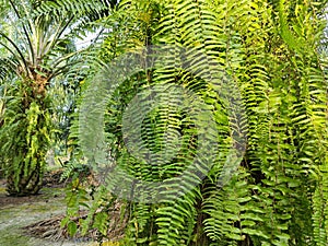 types of ferns leaves plants found in the plantation. photo