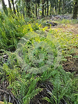 types of ferns leaves plants found in the plantation. photo