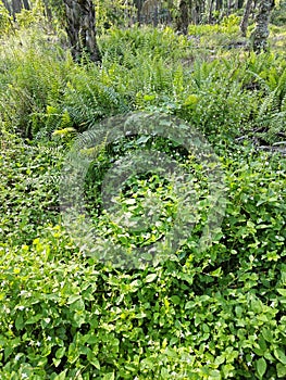 types of ferns leaves plants found in the plantation. photo