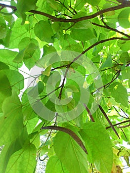 image under the green tree