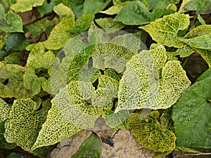 unhealthy leaves texture of the climbing hempweed vine. photo