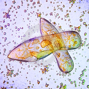 Image unicellular ciliates protozoa abstract image