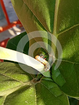 Image of unique caterpillar on wild plant