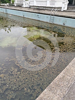 unmaintained outdoor swimming pool with algae floating on the water surface.