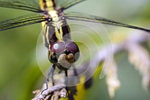 Image of Urothemis Signata dragonfliesfemale on the branches.