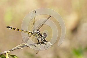 Image of Urothemis Signata dragonfliesfemale.