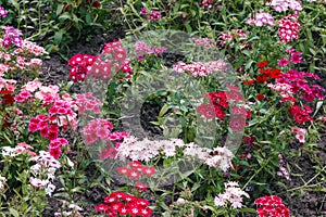 Image of varietal carnations grow on the flowerbed