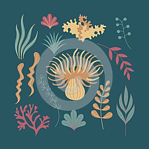 Vector flat art illustration featuring various abstract botanical and underwater inspired elements. photo