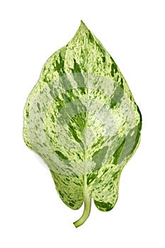 An image vertical isolated leaves spotted betel is a ornamental on the white background with clipping path