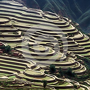 image of a vibrant kaleidoscope of terraced fields, cascading down the hills and stretching across the whole landscape.