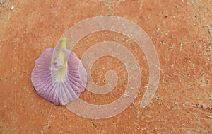 An Image of a vilot colored butterfly pea flower