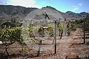Image of a vineyard in a valley on the island of TenerifeSpain