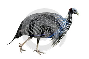 Image of vulturine guineafowl