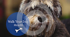 Image of walk your dog month text with bone, over portrait of small pet dog