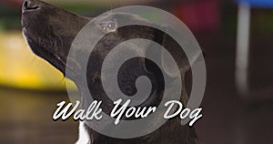 Image of walk your dog text in white, over black and white pet dog in red collar looking up