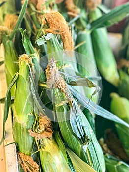 Bundle of Mature Corn in Season photo